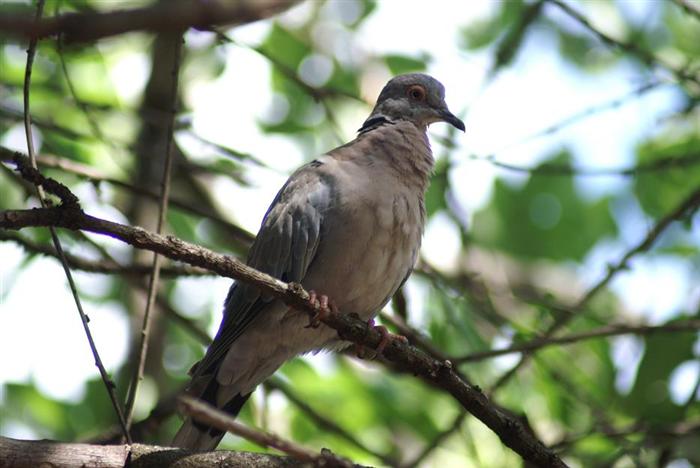 African Mourning Dove
